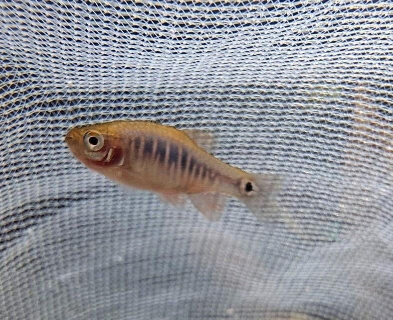 emerald dwarf rasbora - danio erythromicron zebra, Vis