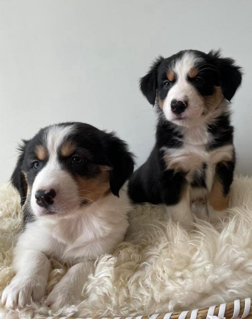 Zeer lieve tricolor Border Collie x Australian Shepherd pups, Parvo, 8 tot 15 weken, Collie, Meerdere