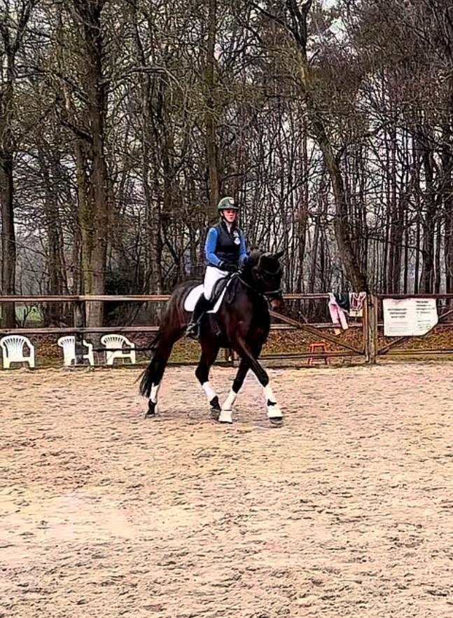 Knappe 5 jarige ruin First Date x Gribaldi, Dieren en Toebehoren, Paarden, Met stamboom, Ruin, Dressuurpaard, 3 tot 6 jaar