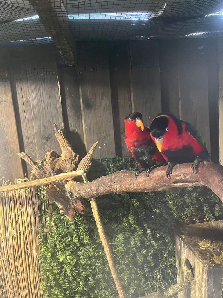 Zwartkop lorie, Dieren en Toebehoren, Meerdere dieren, Parkiet, Geringd