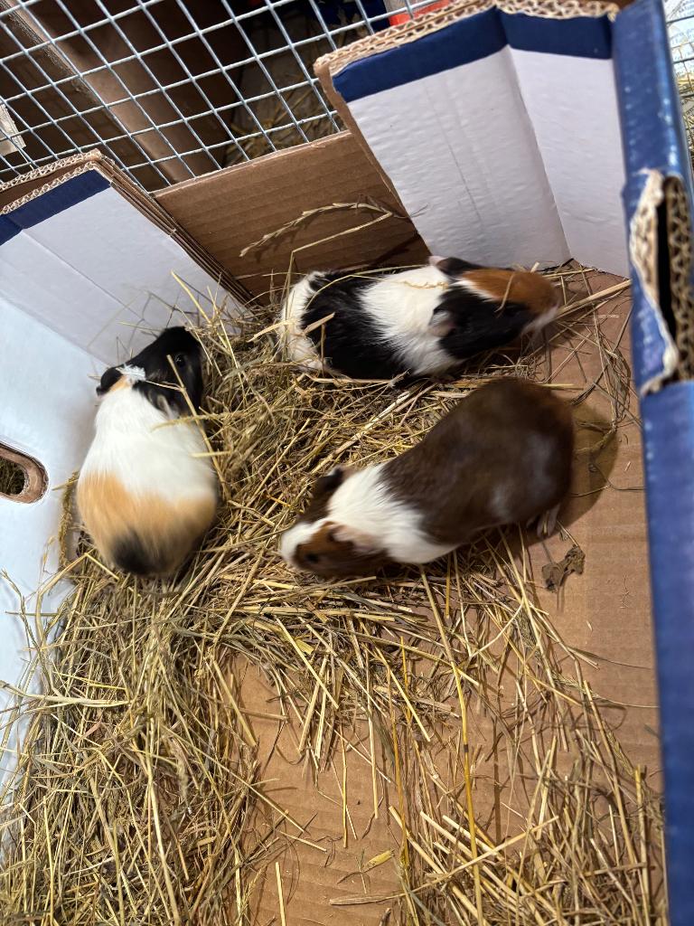 Cavia’s, Dieren en Toebehoren, Knaagdieren, Meerdere dieren, Cavia, Januari