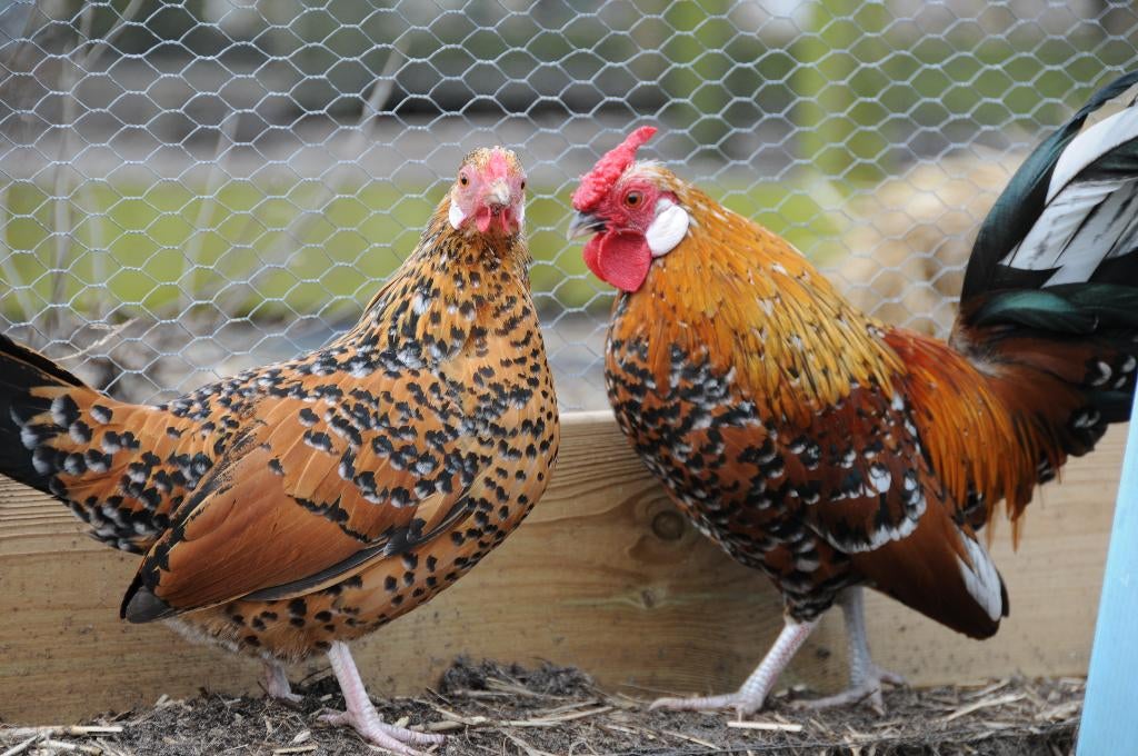Broedeieren Java kriel rood porselein, Dieren en Toebehoren, Pluimvee, Geslacht onbekend, Kip