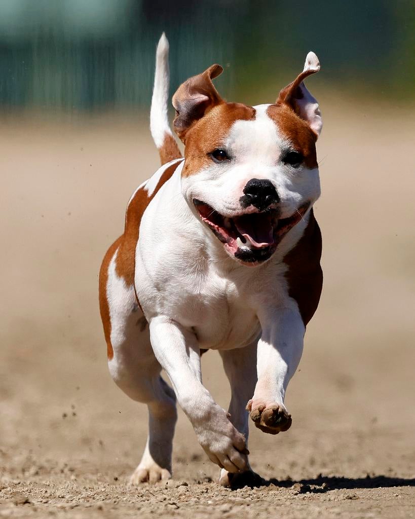 Staffordshire bullterrier dekreu engelse stafford, Reu, Eén hond, 3 tot 5 jaar, Nederland