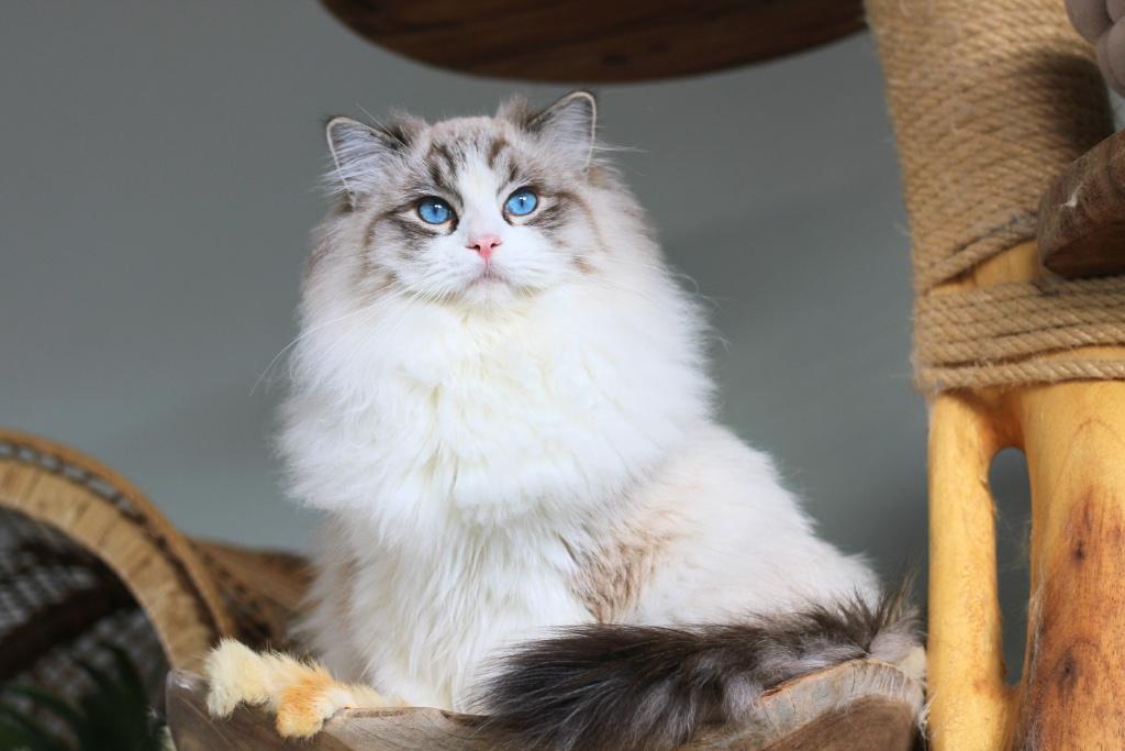 Ragdoll Dekkater Seal Bicolor Lynx, Kater, Met stamboom, 0 tot 2 jaar