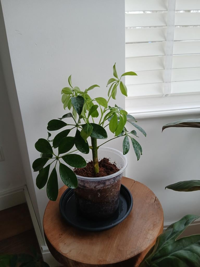 Schefflera Arboricola (Kleine Vingersboom), Ophalen, Overige soorten, Halfschaduw, In pot