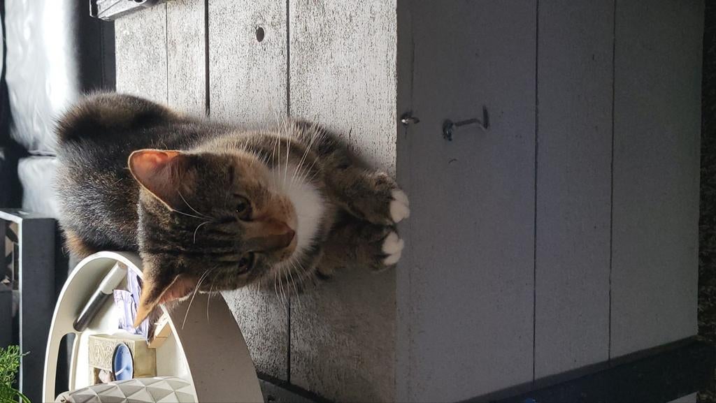 1 cypers met witte borst 1 schildpad mooie tekening bieden!!, Poes, Kortharig, 3 tot 5 jaar