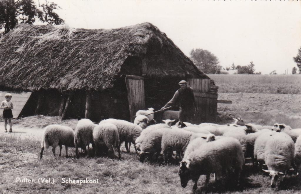 GA1053 Putten veluwe schaap skooi Ermelo Voorthuizen Stroe, Verzenden, 1940 tot 1960, Gelopen, Gelderland