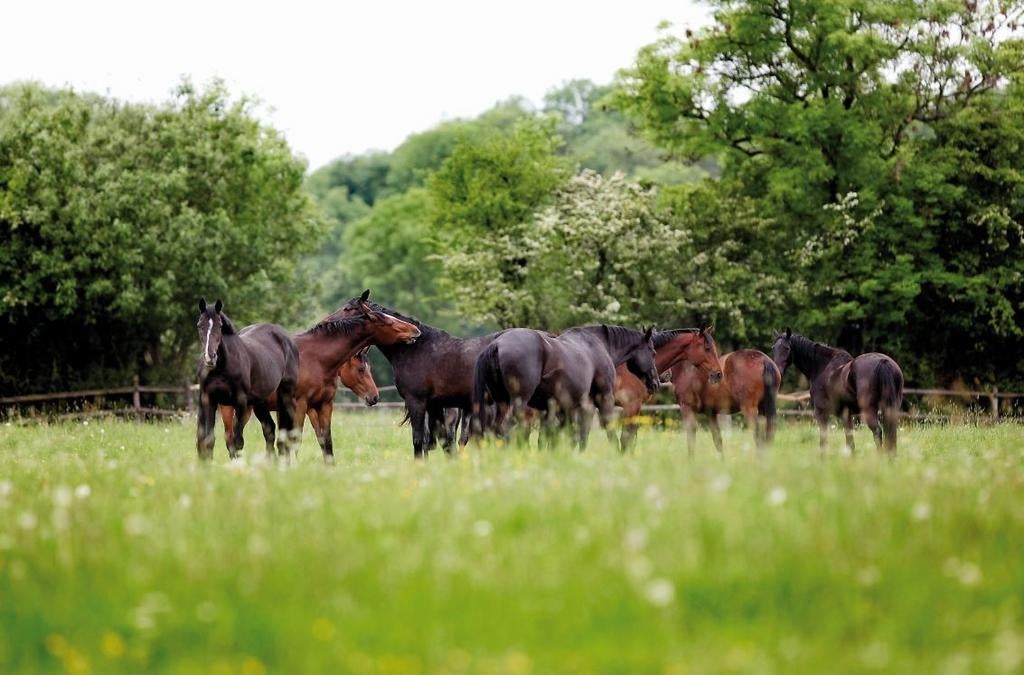 Gezocht, plek voor sociale merrie, Dieren en Toebehoren, Ophalen of Verzenden, Overige soorten