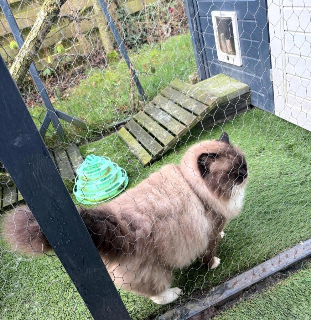 Mooie ervaren Ragdoll dekkater Seal Mitted (stamboom)
