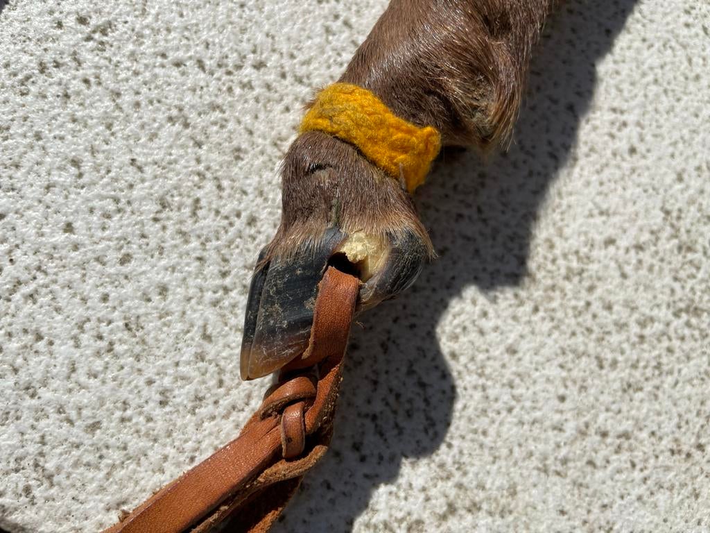 Zeldzame Bokkenpoot Zweep - Fetisj Item, Antiek en Kunst, Ophalen of Verzenden