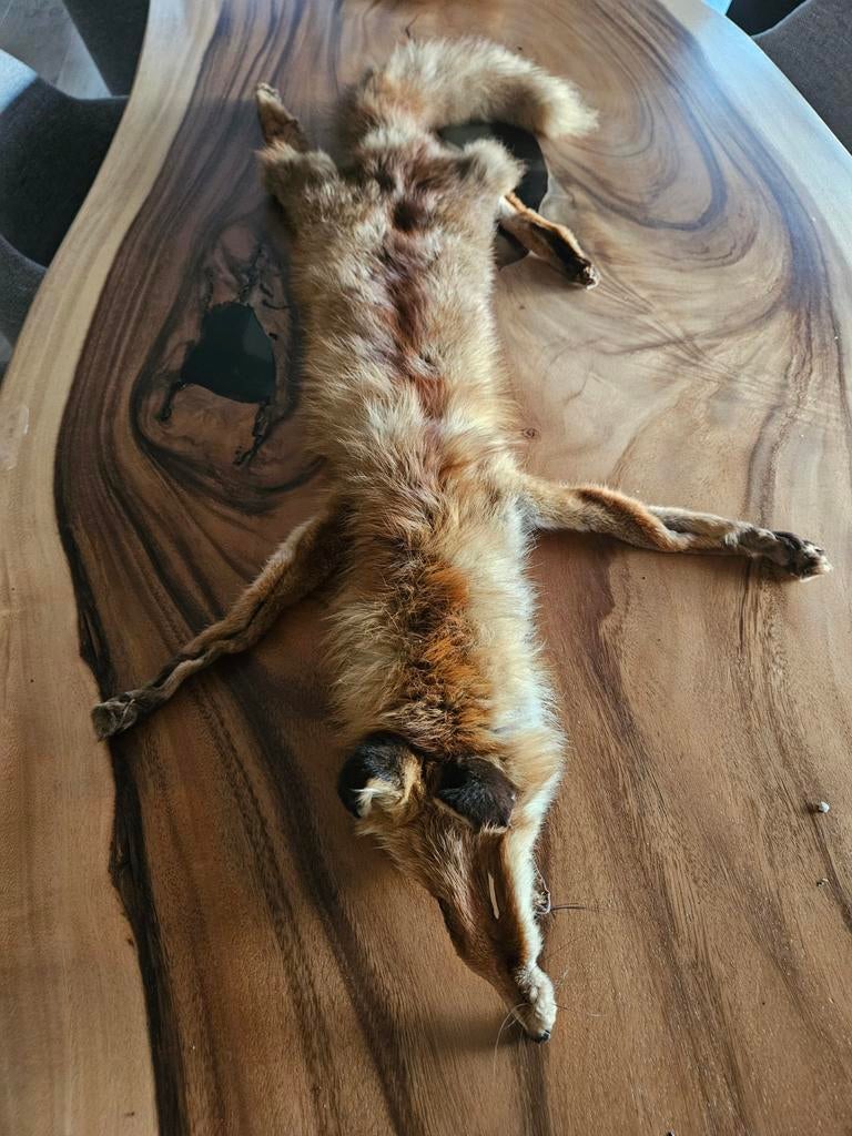 Gave vossenhuid, Verzamelen, Dierenverzamelingen, Ophalen of Verzenden, Zo goed als nieuw, Beeldje of Figuurtje