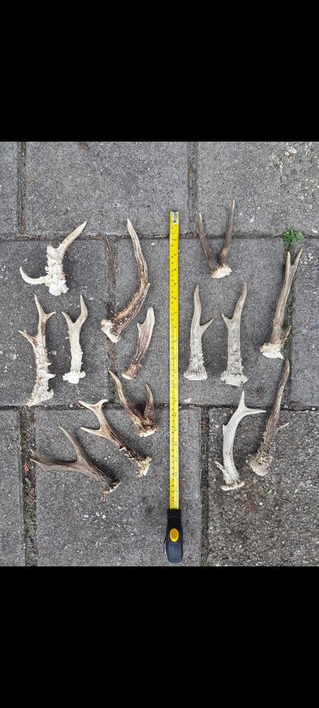 Ree bok gewei stangen 6-enders abnormaal knutsel decoratie., Ophalen of Verzenden, Hert, Gewei of Kop