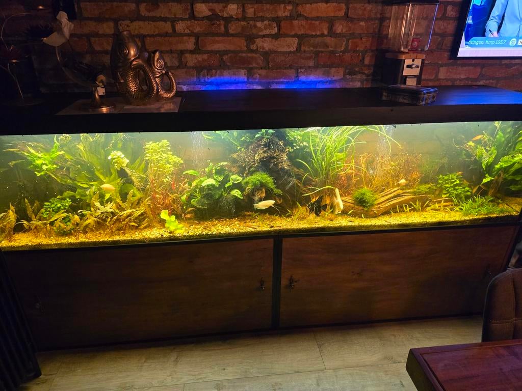 Aquarium 2,5m, Dieren en Toebehoren, Vissen | Aquaria en Toebehoren, Ophalen, Gevuld zoetwateraquarium