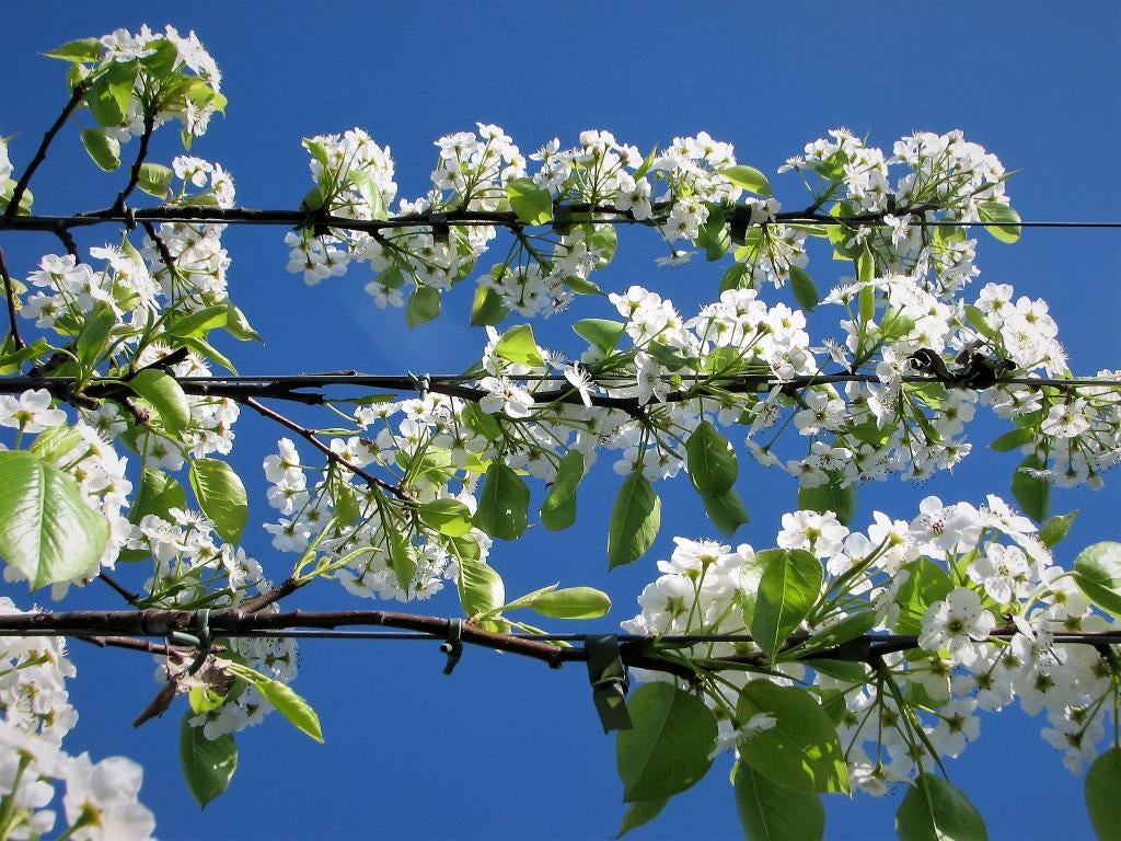 Leibomen, leilinde en leisierpeer, volwassen exemplaren, Volle zon, Leiboom, Ophalen of Verzenden, Lente
