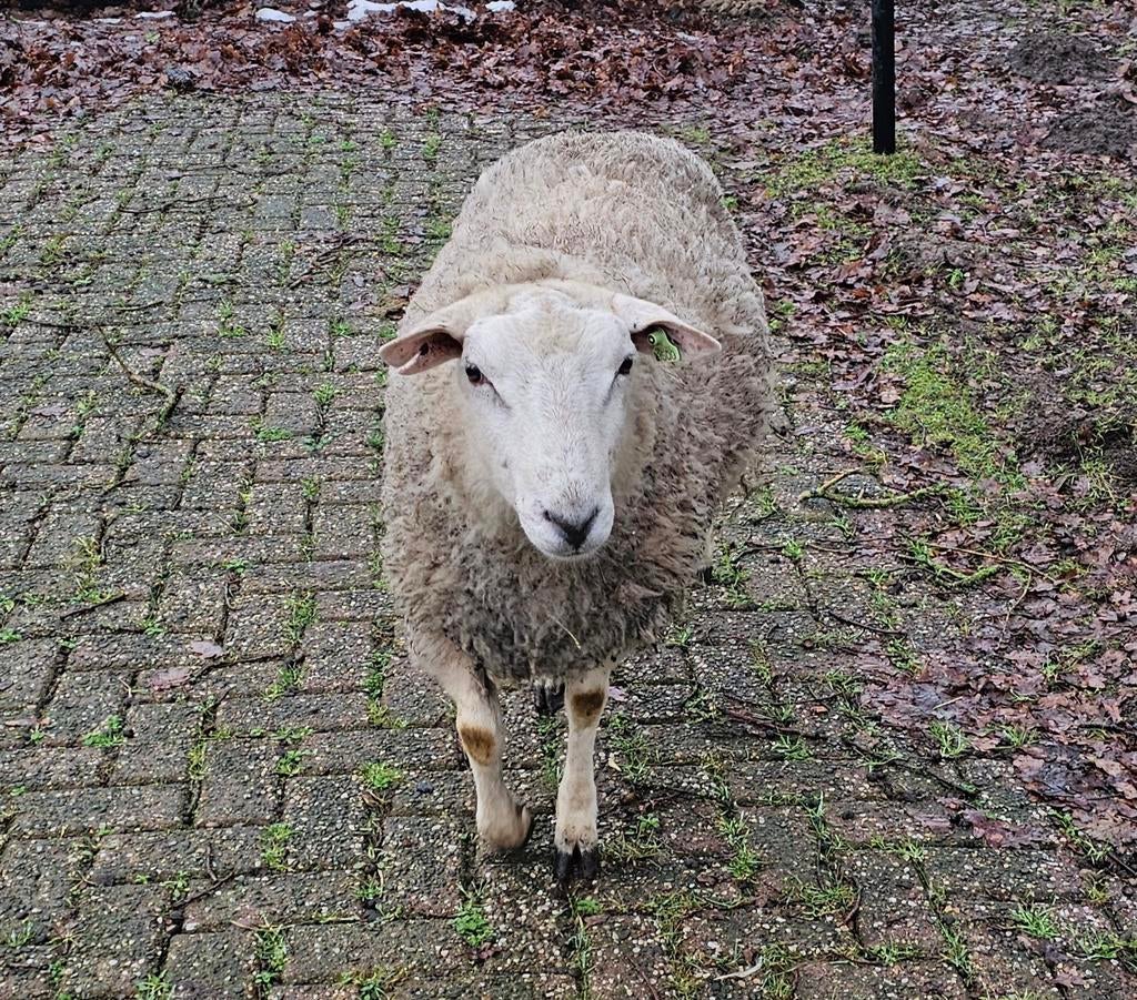 Stamboek Swifter ram te koop., Mannelijk, Schaap, 0 tot 2 jaar