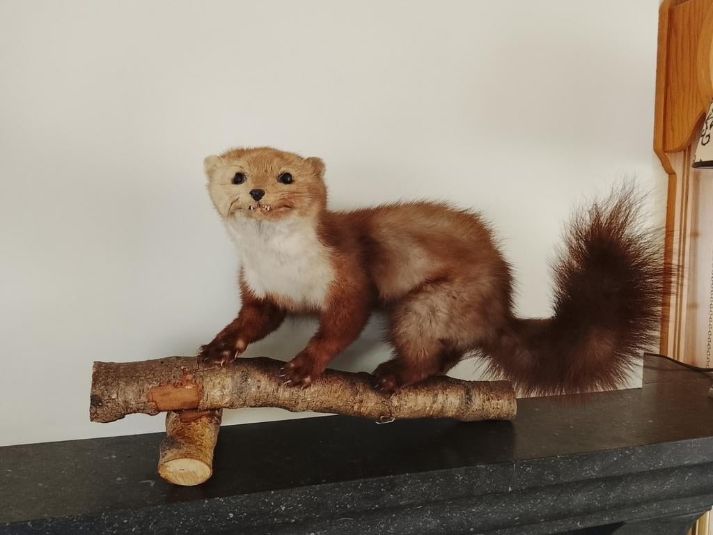 Taxidermie opgezette steenmarter, Verzamelen, Dierenverzamelingen, Ophalen of Verzenden, Zo goed als nieuw, Wild dier, Opgezet dier