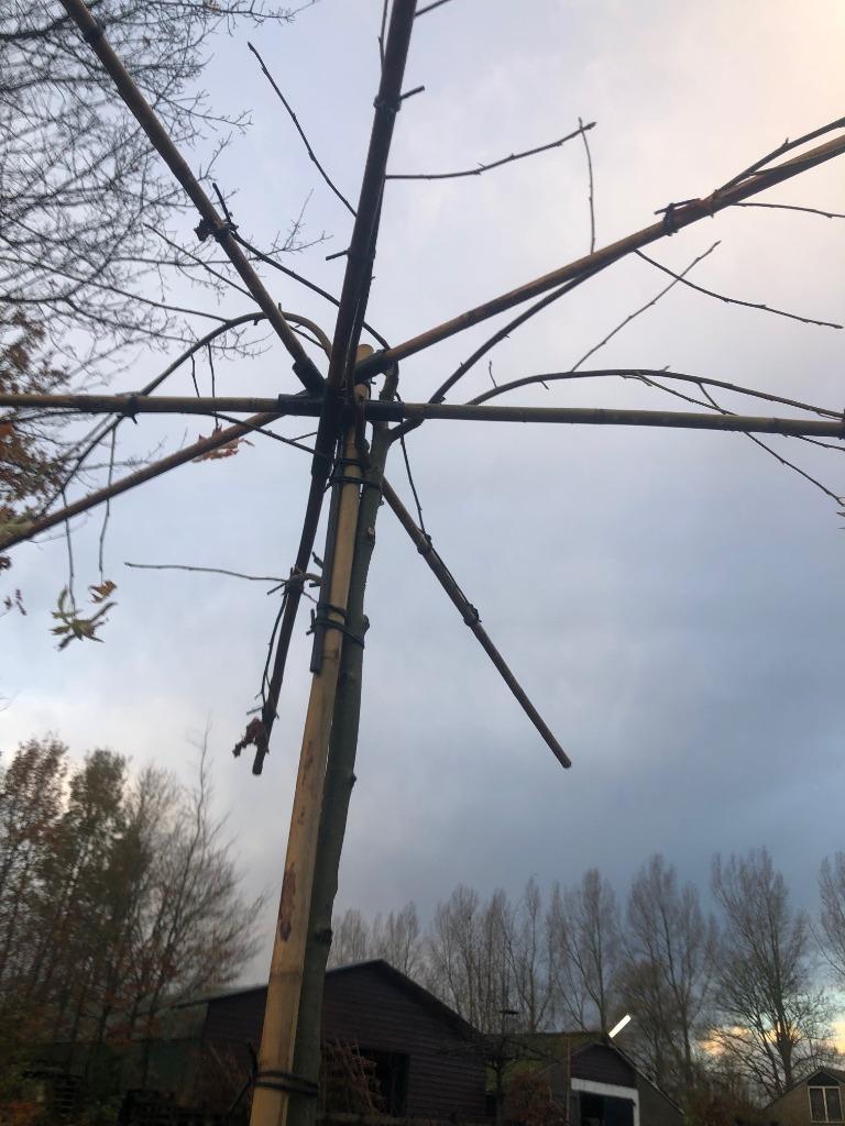 dak amberboom dakplataan, Ophalen, Volle zon, Dakboom, 100 tot 250 cm