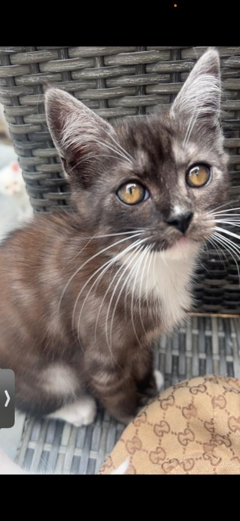 Kittens Perzische  x Maine goon x Amerikaanse korthaar, Dieren en Toebehoren, Katten en Kittens | Raskatten | Korthaar, Meerdere dieren