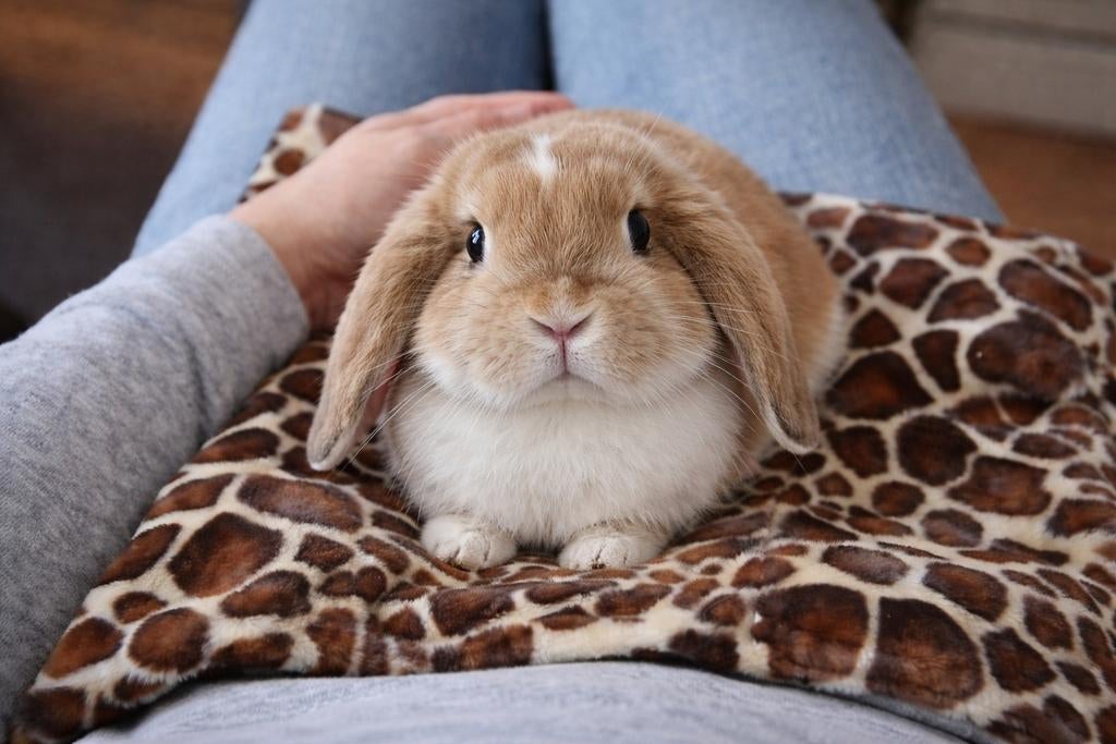 * Handgemaakte Anti plas dekens, Dieren en Toebehoren, Engelberterweg 65 9723EK groningen, Www.Karinasdierenwebshop.nl, Nieuw