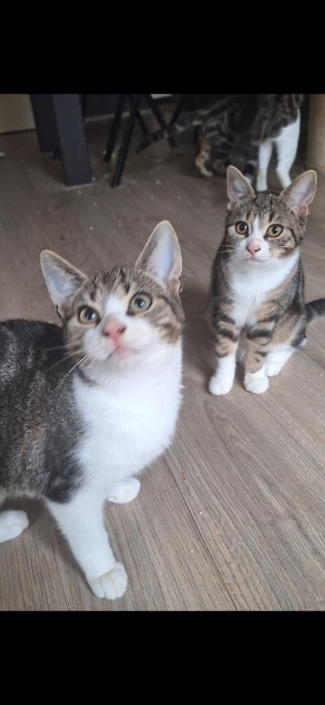 Angora kittens geboren op 14 juli 2025, Meerdere dieren, Ontwormd, 0 tot 2 jaar