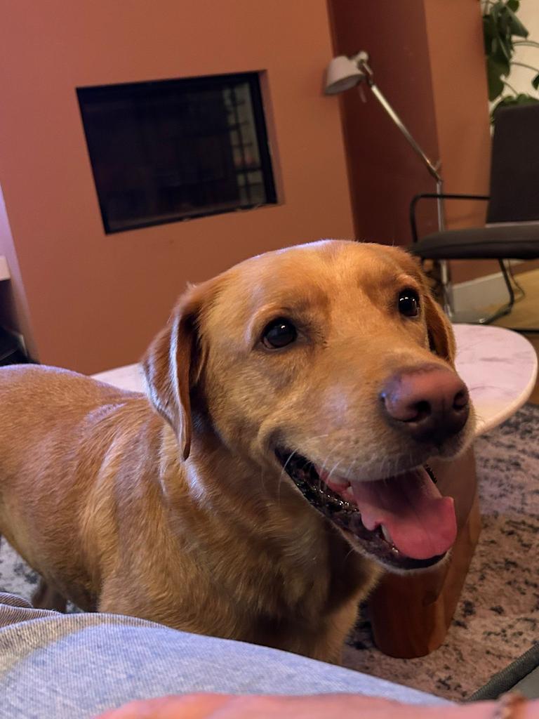 Honden oppas gezocht, Diensten en Vakmensen, Dieren | Honden | Verzorging, Oppas en Les