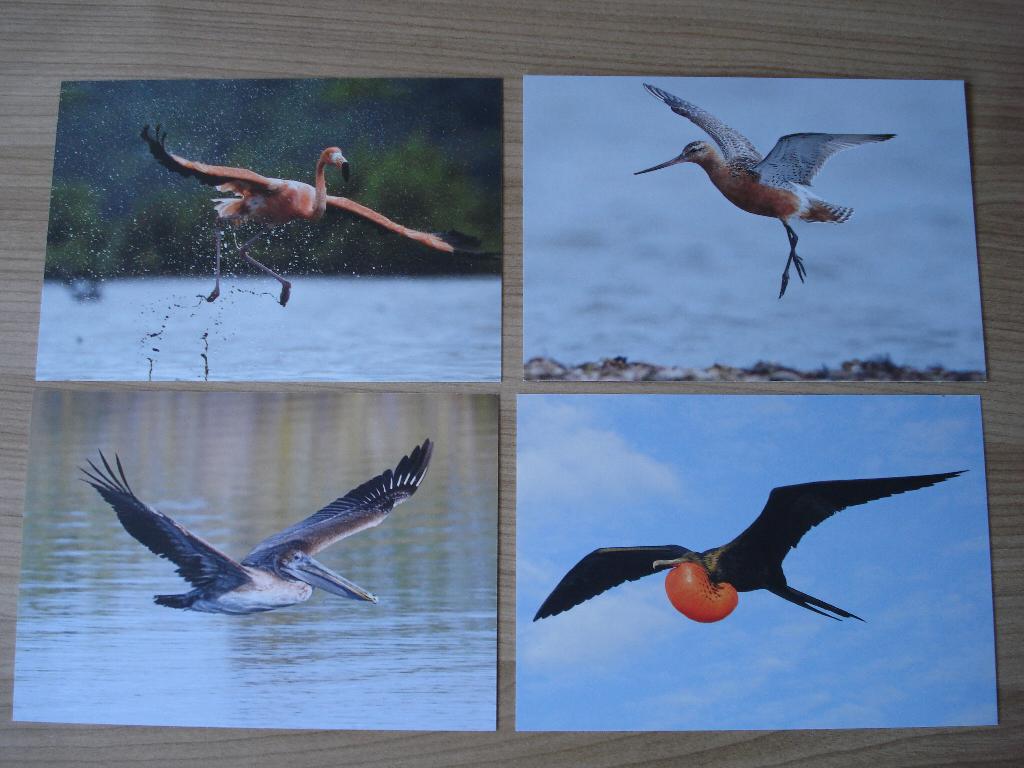 Set Postkaarten Vogels, Verzamelen, Ansichtkaarten | Buitenland, Ongelopen, Buiten Europa, 1980 tot heden, Ophalen of Verzenden