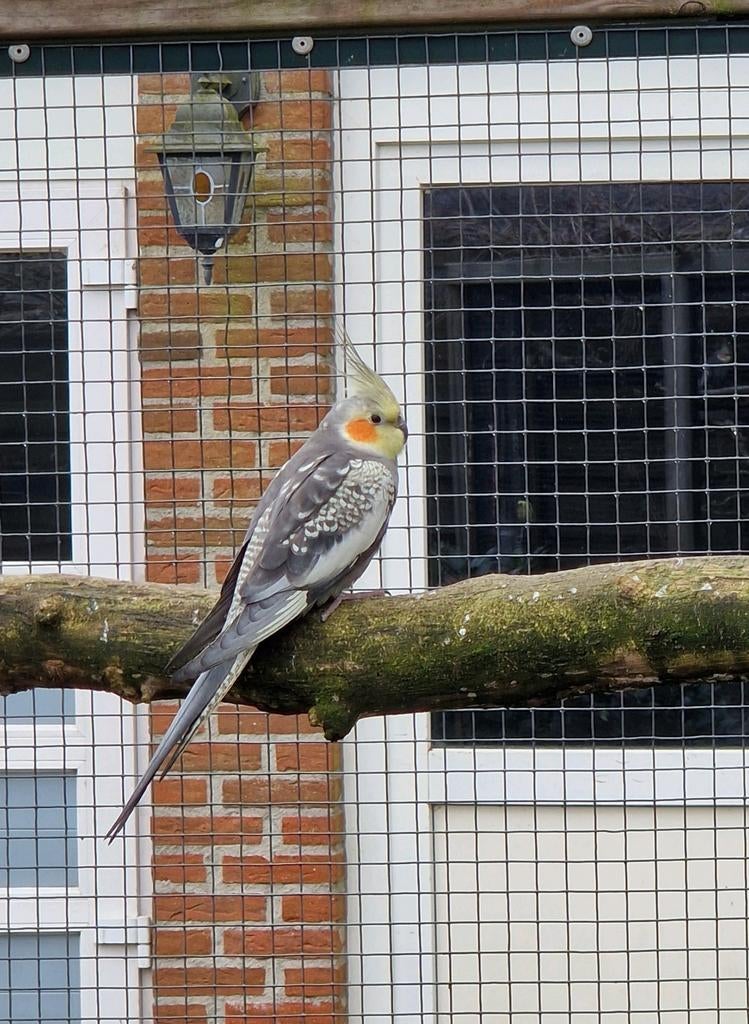 Valkparkiet 1 jaar oud, Dieren en Toebehoren, Vogels | Parkieten en Papegaaien, Mannelijk, Parkiet