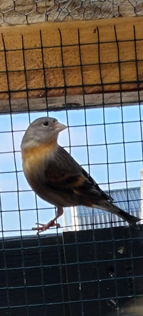 Diverse bastaarden, Dieren en Toebehoren, Meerdere dieren, Wildzangvogel