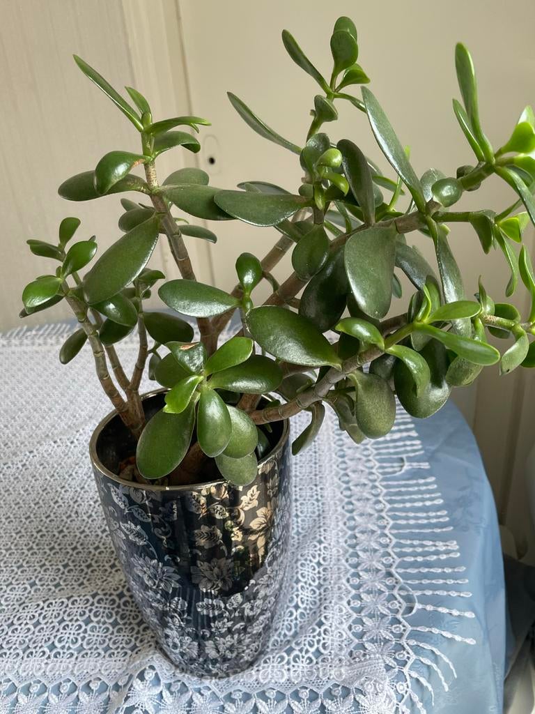 Mooie Crassula Ovata (Jadeplant) met Pot, Volle zon, Vaste plant, Bloeit niet, Ophalen