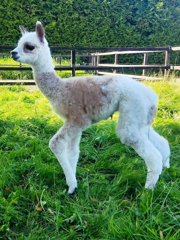 Alpaca hengstje bont, Augustus, Mannelijk