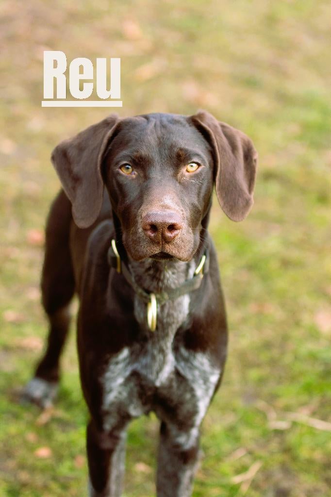 Met spoed op zoek naar goed huis voor deze jonge honden, Dieren en Toebehoren, 15 weken tot 1 jaar, Groot, Meerdere, Meerdere dieren