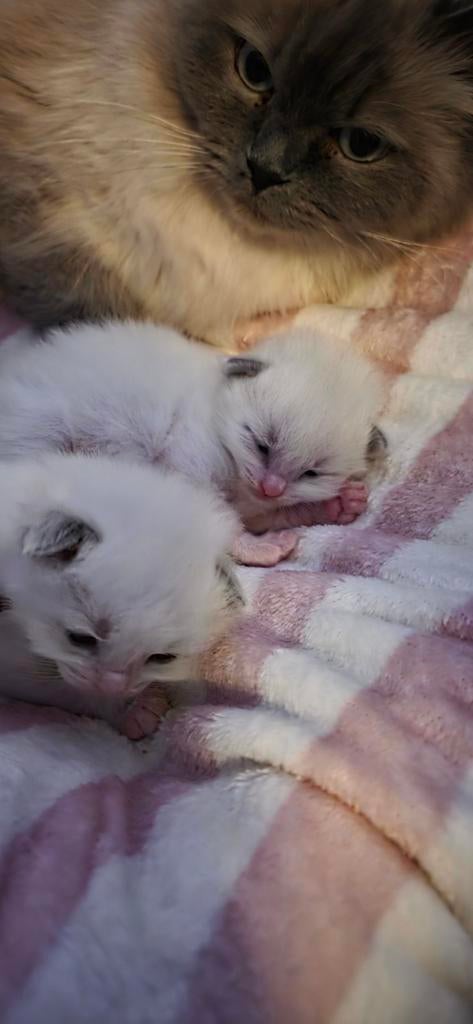 Ragdoll kittens, Dieren en Toebehoren, Katten en Kittens | Raskatten | Langhaar, Meerdere dieren, Gechipt