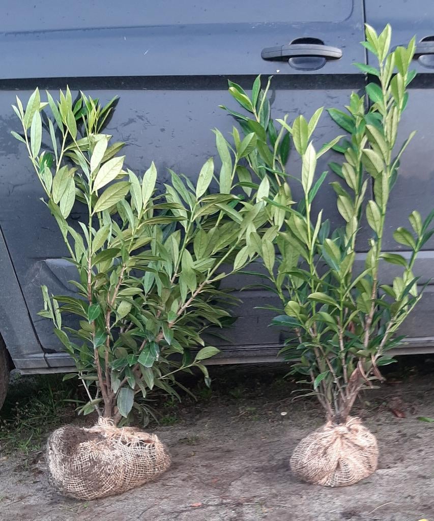 Laurier haag 80/100 t/m 140cm Prunus Caucasica, Ophalen, Laurier, Haag, 100 tot 250 cm