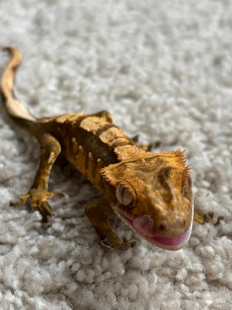 Wimper gekko met terrarium Crested Gecko - male for sale from Unieke Style