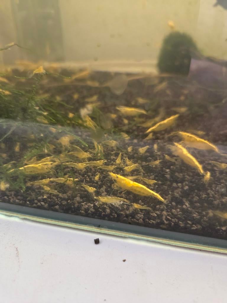 Yellow neon stripe garnalen, Kreeft, Krab of Garnaal