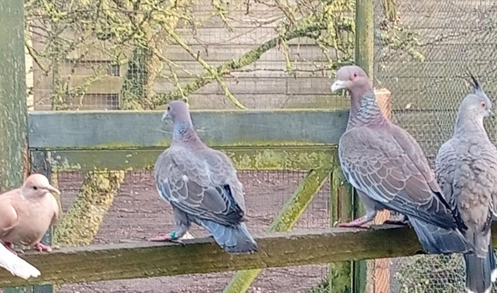 Koppel  picazuro duiven, Dieren en Toebehoren, Vogels | Duiven, Meerdere dieren, Postduif
