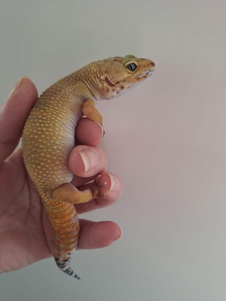 Luipaardgekko+ gevuld terrarium+alle verzorgspullen, Amfibie, Met terrarium, 0 tot 2 jaar