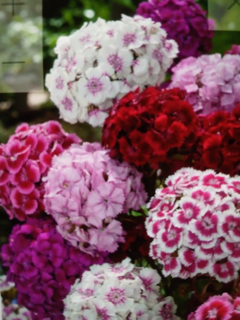 Duizendschoon, Ophalen, Tuinaarde