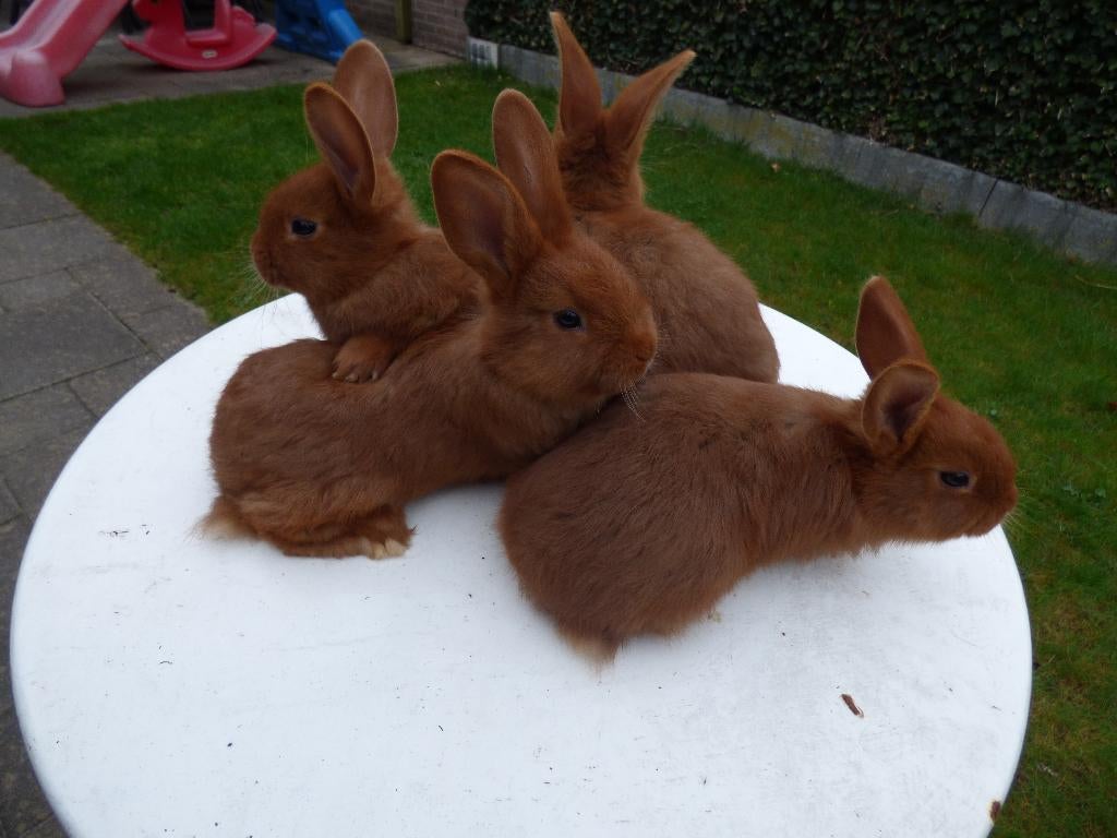 Raszuivere Jonge Rode Nieuw Zeelander konijnen, Dieren en Toebehoren, Meerdere dieren, Middelgroot, 0 tot 2 jaar