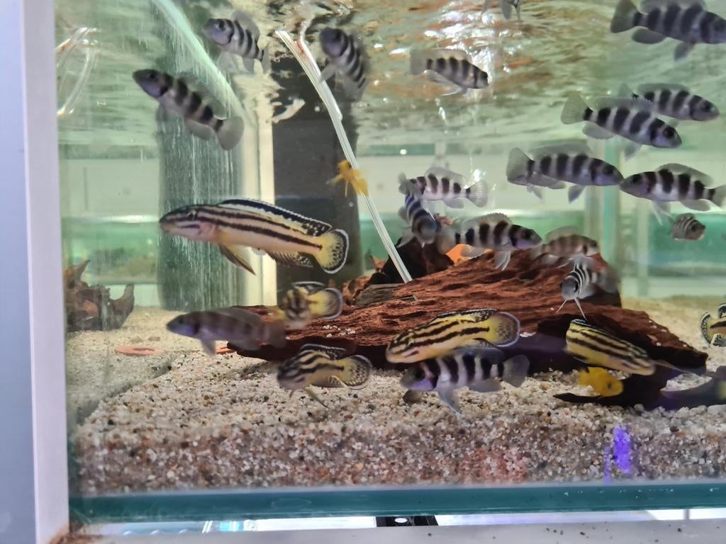 Julidochromis Regani Kipili Tanganyika Cichliden