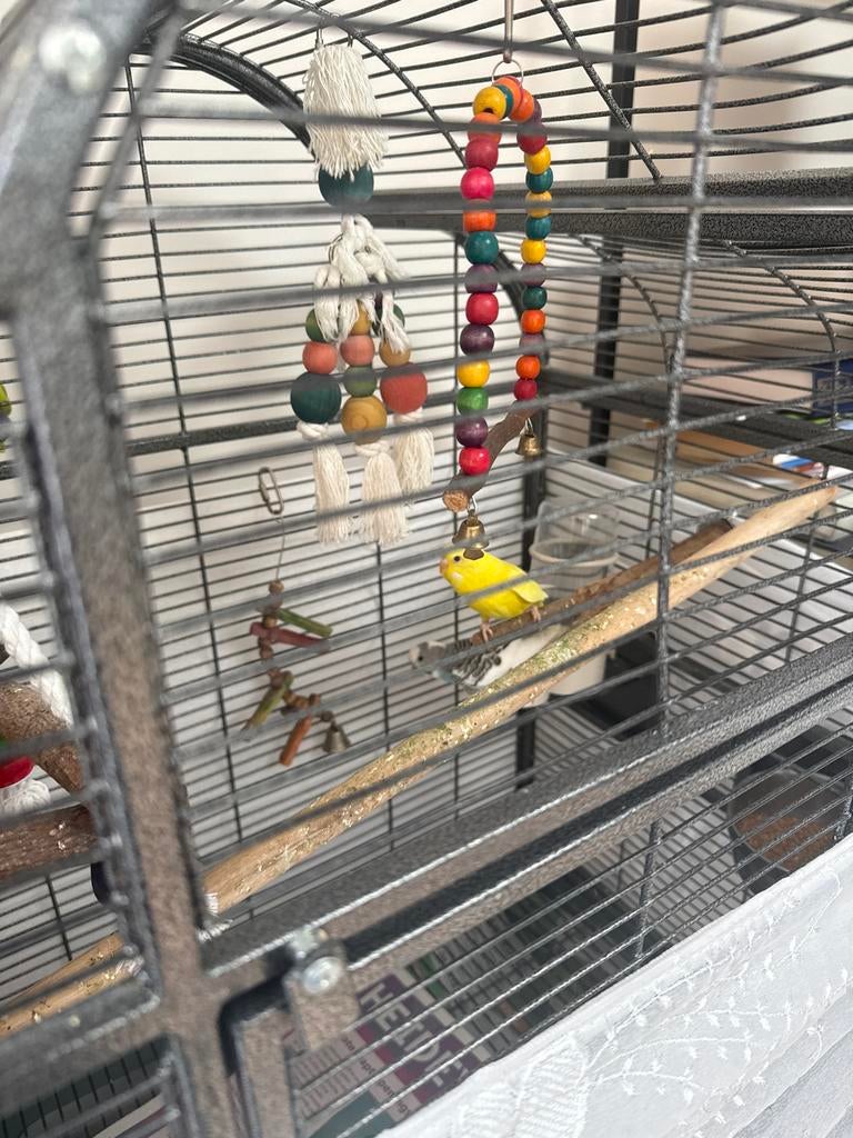 2 Parkieten met kooi, Meerdere dieren, Parkiet