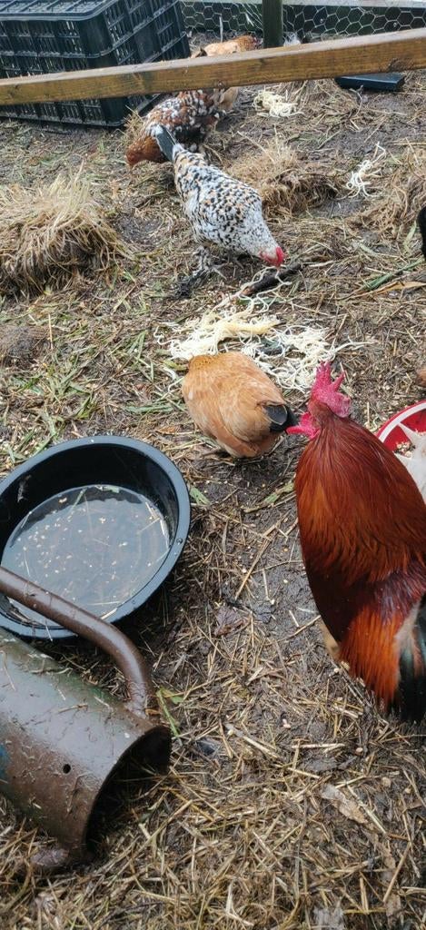 Koppel Hollandse hoen. En broedeieren., Dieren en Toebehoren, Pluimvee, Meerdere dieren, Kip