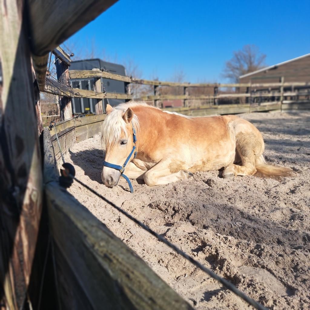 Leuke haflinger zoekt verzorger, Eén persoon, Overige typen