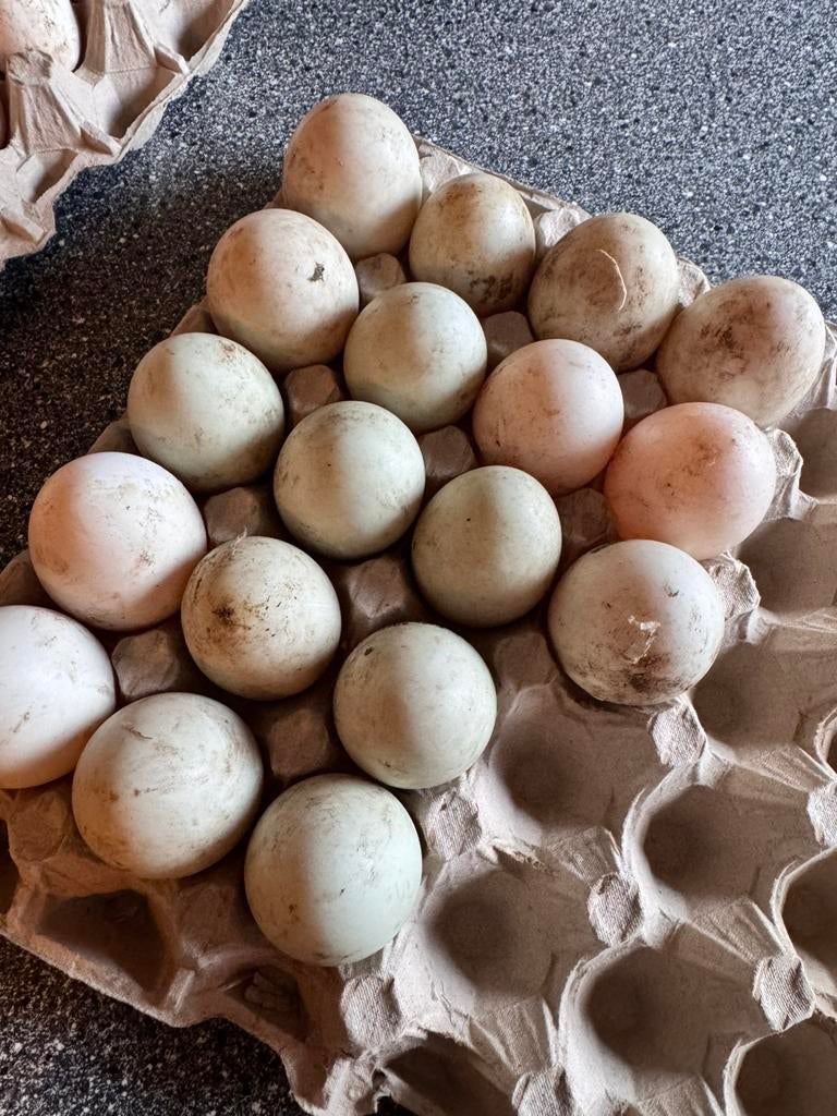 Loopeend broedeieren, Geslacht onbekend, Eend