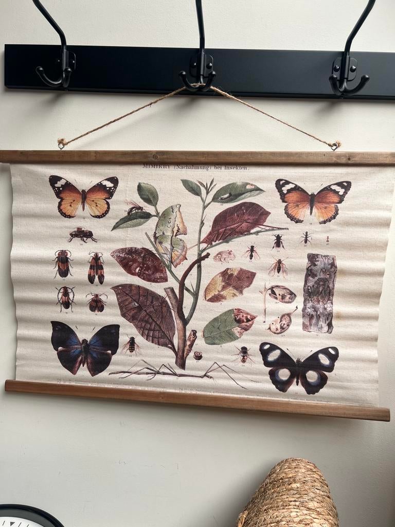 Wanddecoratie met vlinder, Ophalen, Zo goed als nieuw