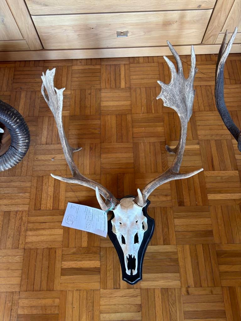 Prachtig  gewei - Decoratief en uniek, Ophalen of Verzenden, Gebruikt, Hert, Gewei of Kop