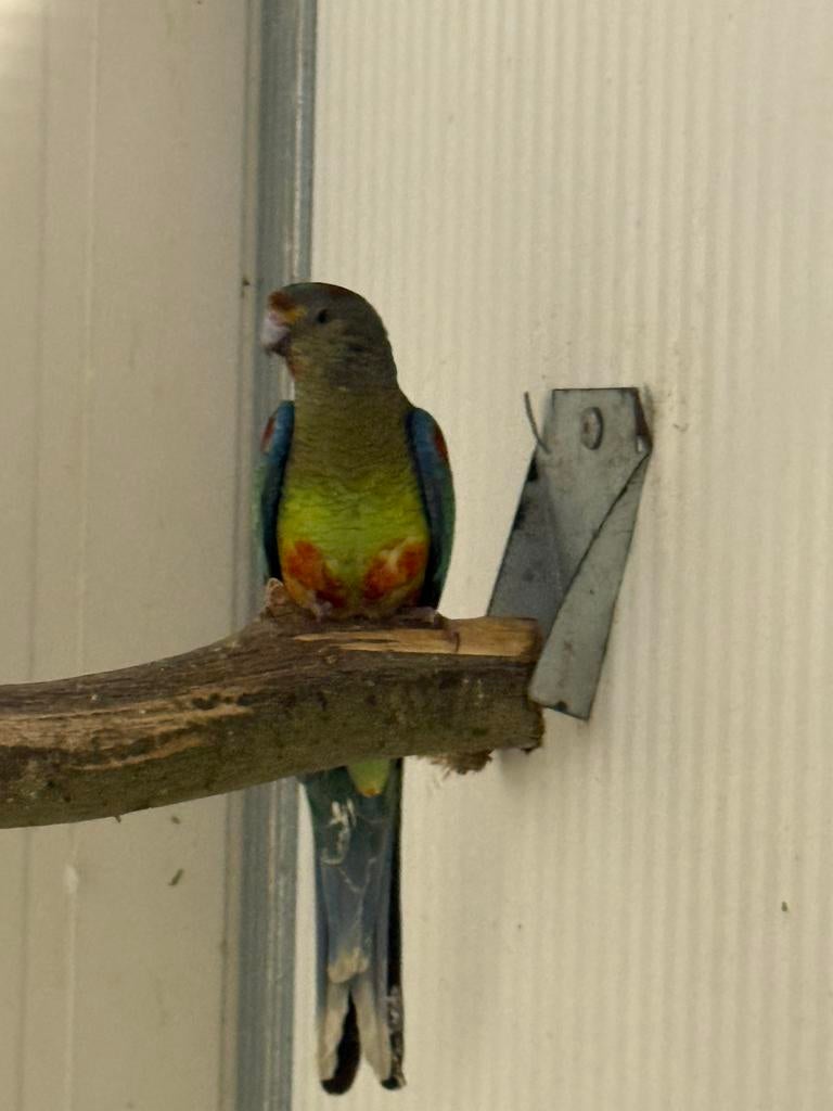 Koppel veelkleur parkieten, Meerdere dieren, Parkiet