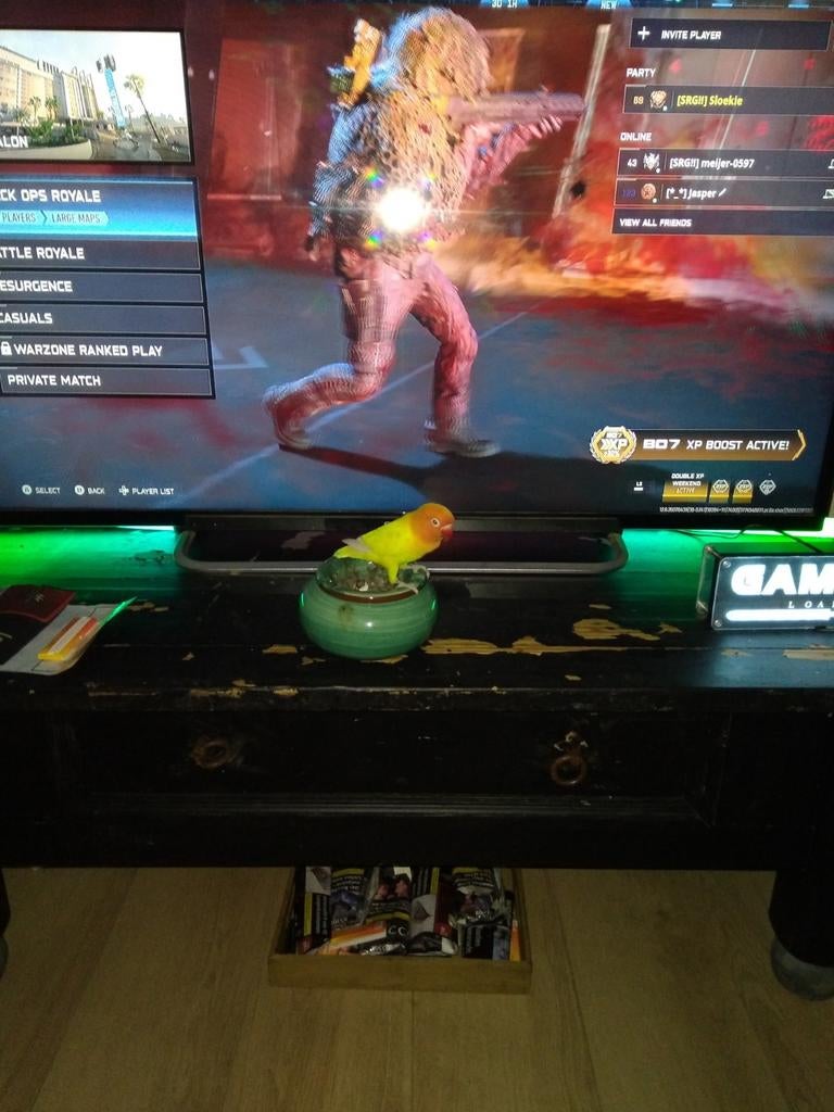 Gezocht agapornis, Mannelijk, Dwergpapegaai of Agapornis