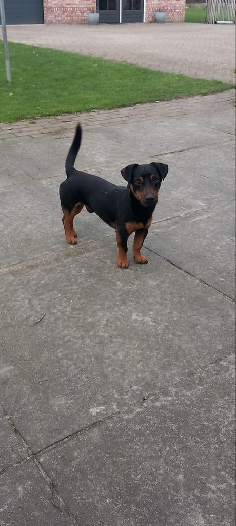 Dekreu black and tan jack russel, Dieren en Toebehoren, Reu, Meerdere, 3 tot 5 jaar, Nederland