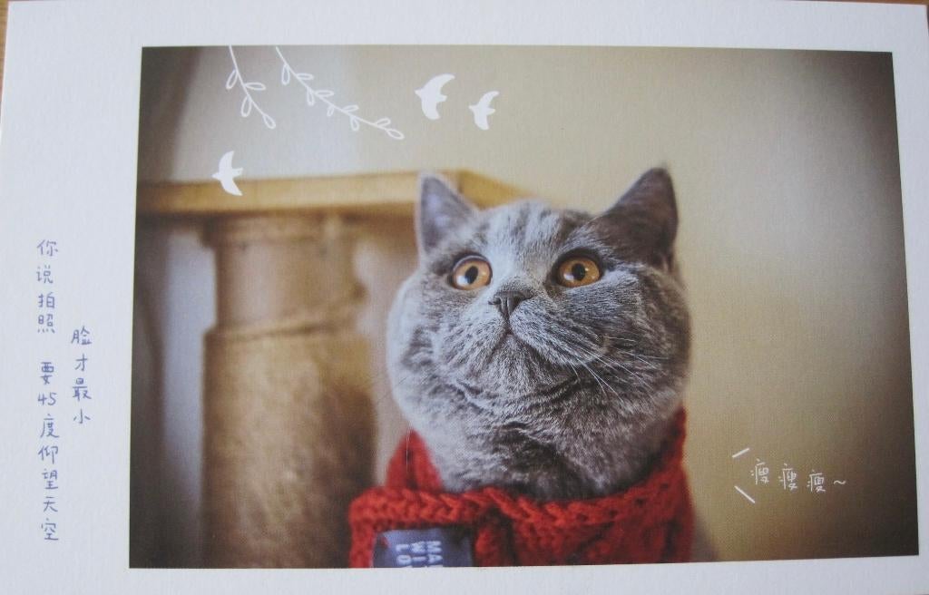 poes met rode gebreide sjaal - ansichtkaart uit China, Verzenden, 1980 tot heden, Gelopen, Hond of Kat